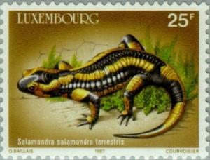 Colnect-134-669-Fire-Salamander-Salamandra-salamandra-terrestris.jpg