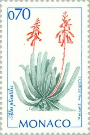 Colnect-149-729-Aloe-plicatilis.jpg