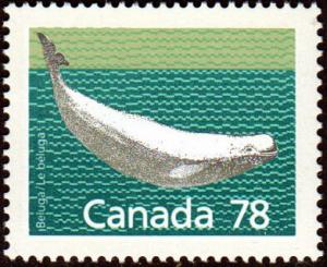 Colnect-2384-737-Beluga-Whale-Delphinapterus-leucas.jpg