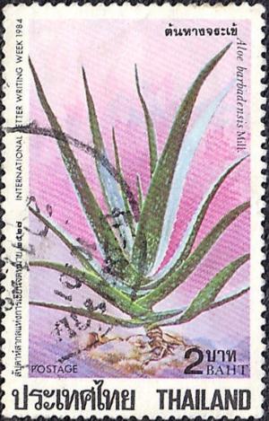 Colnect-2521-378-Aloe-barbadensis.jpg