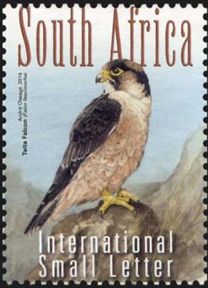 Colnect-2849-939-Taita-Falcon-Falco-fasciinucha.jpg