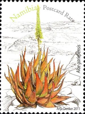 Colnect-3063-334-Aloe-gariepensis.jpg