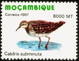 Colnect-3370-396-Calidris-subminuta.jpg