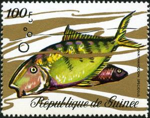 Colnect-3726-973-Golden-Trevally-Gnathanodon-speciosus.jpg