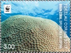 Colnect-4337-262-Brain-coral-Diploastrea-heliopora.jpg