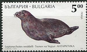 Colnect-4825-126-Weddell-Seal-Leptonychotes-weddellii.jpg