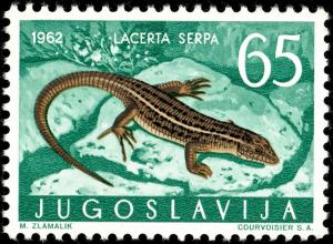 Colnect-5501-774--Italian-Wall-Lizard-Lacerta-sicula.jpg