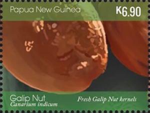 Colnect-6217-792-Fresh-Galip-Nut-Kernels-detail.jpg