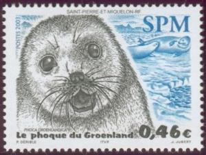 Colnect-878-738-Harp-Seal-Phoca-groenlandica.jpg