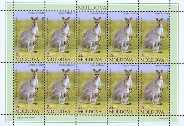 Colnect-1602-818-Bennett-s-Wallaby-Macropus-rufogriseus.jpg