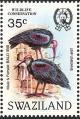 Colnect-1661-897-Southern-Bald-Ibis-Geronticus-calvus.jpg