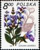 Colnect-1997-614-Salvia-offcinalis.jpg