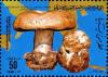 Colnect-2049-589-Amanita-curtipes.jpg