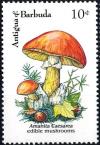 Colnect-2959-555-Amanita-Caesarea.jpg