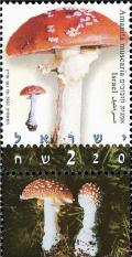 Colnect-2654-003-Amanita-muscaria.jpg