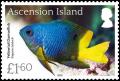 Colnect-3616-305-Yellowtail-Damselfish-Stegastes-lubbocki.jpg