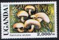 Colnect-4474-028-Flammulina-velutipes.jpg