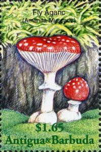 Colnect-2031-912-Amanita-muscaria.jpg