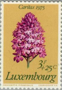 Colnect-134-335-Anacamptis-pyramidalis.jpg