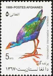 Colnect-1624-235-Gray-headed-Swamphen-Porphyrio-poliocephalus.jpg