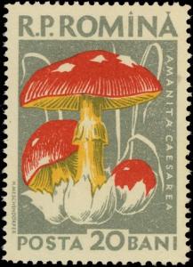 Colnect-4840-793-Amanita-caesarea.jpg