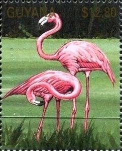 Colnect-3523-349-American-Flamingo-Phoenicopterus-ruber.jpg