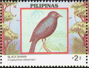 Colnect-1629-249-Black-Shama-Copsychus-cebuensis.jpg