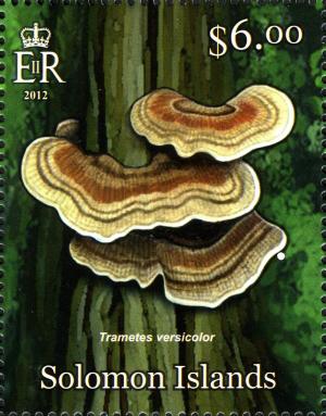 Colnect-2576-877-Trametes-versicolor.jpg