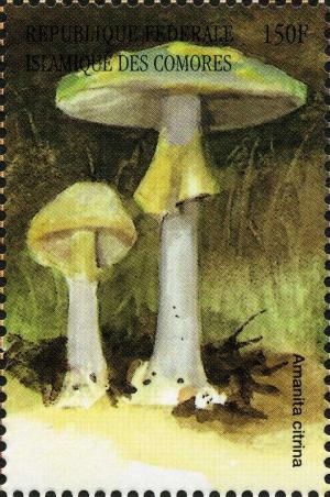 Colnect-3045-404-Amanita-citrina.jpg