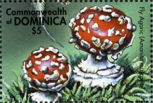 Colnect-3254-745-Amanita-muscaria.jpg