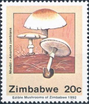 Colnect-3265-969-Amanita-zambiana.jpg