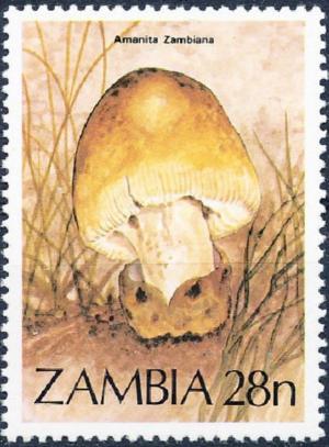 Colnect-3431-720-Amanita-zambiana.jpg