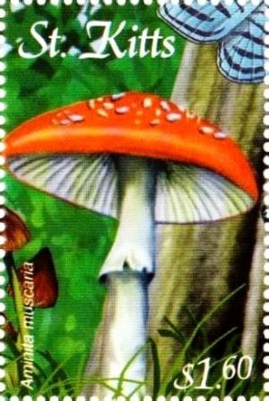 Colnect-3483-423-Amanita-muscaria.jpg