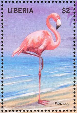 Colnect-3811-697-American-Flamingo-Phoenicopterus-ruber.jpg