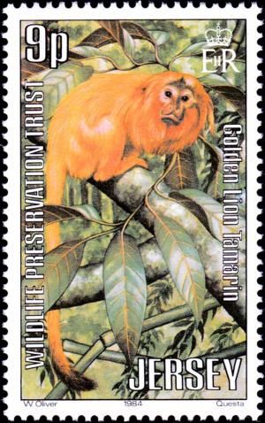 Colnect-6019-626-Golden-Lion-Tamarin-Leontopithecus-rosalia.jpg