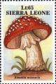 Colnect-4292-688-Amanita-muscaria.jpg