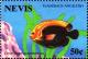 Colnect-4411-364-Flameback-angelfish.jpg