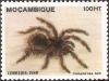 Colnect-1122-291-Tarantula-Paraphysa-sp.jpg