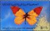 Colnect-1258-935-Moroccan-Orange-Tip-Anthocharis-belia.jpg