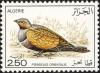 Colnect-1650-673-Black-bellied-Sandgrouse-Pterocles-orientalis-.jpg