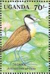 Colnect-1714-685-African-Jacana-Actophilornis-africanus.jpg