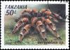 Colnect-3538-091-Tarantula-Eurypelma-sp.jpg