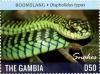 Colnect-3611-868-Boomslang-Dispholidus-typus.jpg