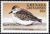 Colnect-4213-462-Western-Sandpiper---Calidris-mauri.jpg