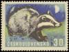 Colnect-438-543-European-Badger-Meles-meles.jpg