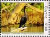 Colnect-4634-640-Neotropic-Cormorant----Phalacrocorax-brasilianus.jpg