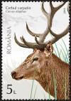 Colnect-5778-963-Carpathian-Stag-Cervus-elaphus-.jpg