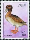 Colnect-872-148-Domestic-Duck-Anas-platyrhynchos-domestica.jpg