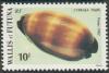 Colnect-897-408-Chocolate-Banded-Cowrie-Cypraea-talpa.jpg