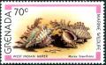 Colnect-2325-854-West-Indian-Murex-Murex-brevifrons.jpg